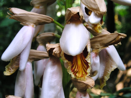 กากุ๊ก Alpinia blepharocalyx K. Schum. var. glabrior (Handel-Mazzetii) T.L. Wu<br/>ZINGIBERACEAE